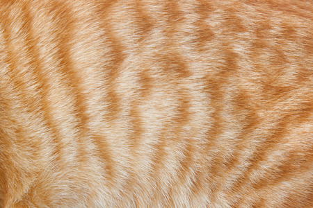 ginger cat fur for texture or backgroundsの写真素材