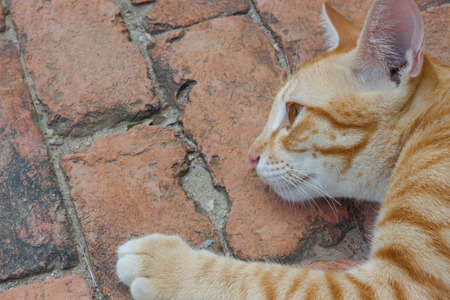 cat on brick floor backgroundsの写真素材
