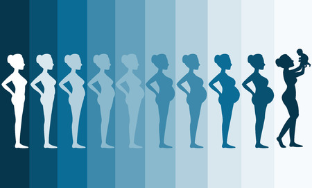 Changes in a woman's body in pregnancy,Silhouette pregnancy stages, Vector illustrationsのイラスト素材