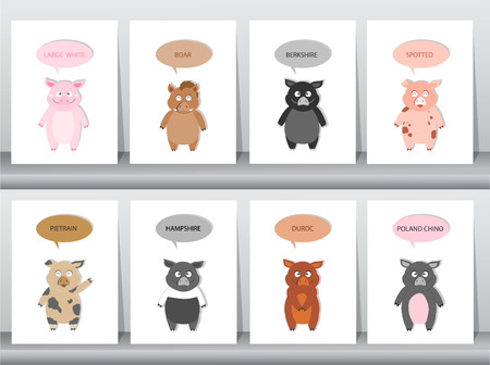 Set of Pigs, hogs breed, Vector illustrationのイラスト素材