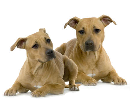 American Staffordshire terrier hazel lying in front of white background