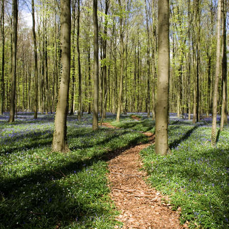 Pretty path in a forest with bluebellsの写真素材