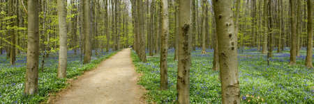 Pretty path in a forest with bluebellsの写真素材