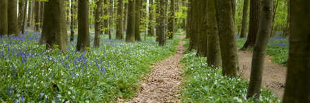 Pretty path in a forest with bluebellsの写真素材