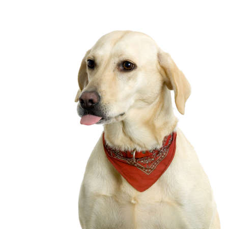 Labrador retriever cream in front of white background and facing the camera wearing a red scarfの写真素材