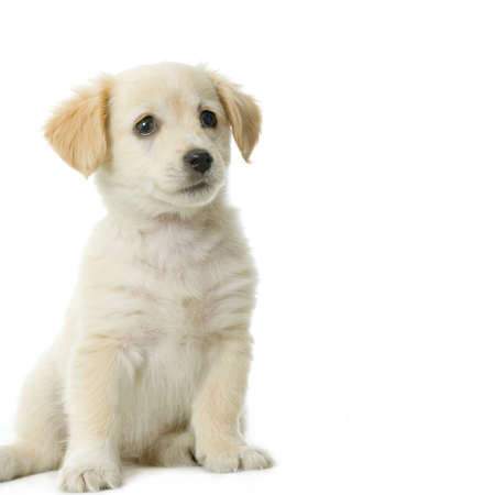 Puppy  Labrador retriever cream in front of white background and facing the cameraの写真素材