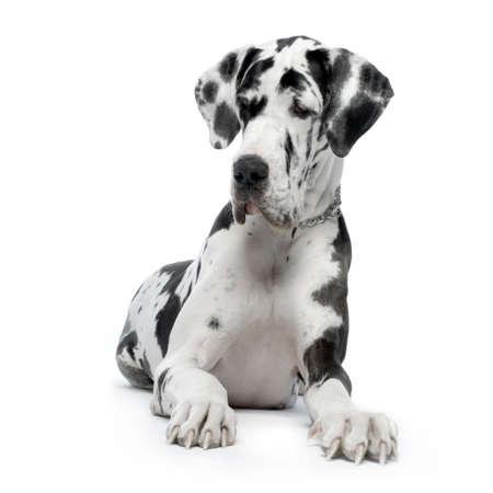 Great Dane HARLEQUIN sitting In front of white backgroundの写真素材