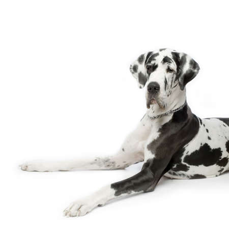 Great Dane HARLEQUIN sitting In front of white backgroundの写真素材