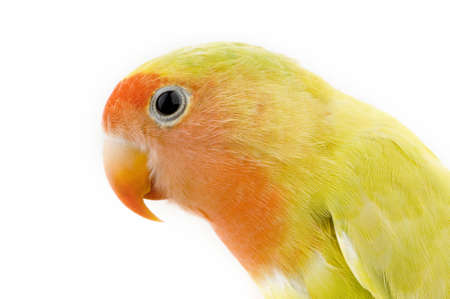 love bird in front of a white backgroundの写真素材
