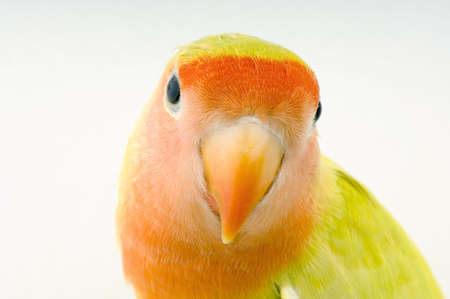 love bird in front of a white backgroundの写真素材