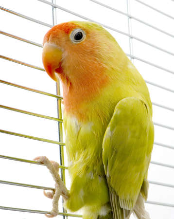 love bird in front of a white backgroundの写真素材