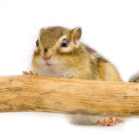 squirrel in front of a whit backgroundの写真素材