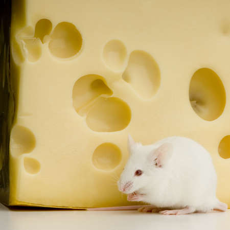White Mouse in front of a white backgroundの写真素材