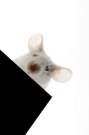 White Mouse in front of a white background and looking down the cameraの写真素材
