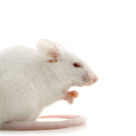 White Mouse in front of a white backgroundの写真素材