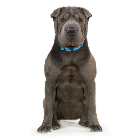 Sharpei grey sitting in front of white background
の写真素材