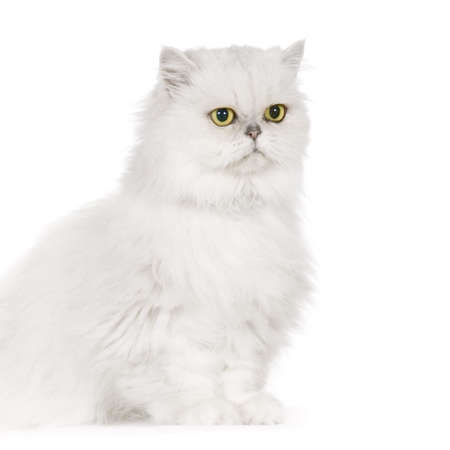 Persan in front of a white backgroundの写真素材