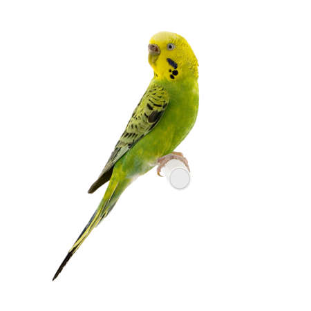 budgien in front of a white background