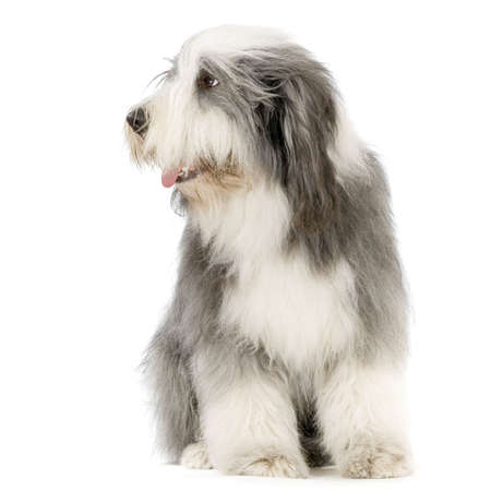 Bearded Collie in front of a white backgroundの写真素材