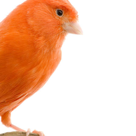 Close-up on a Red canary on its perch in front of a white backgroundの写真素材