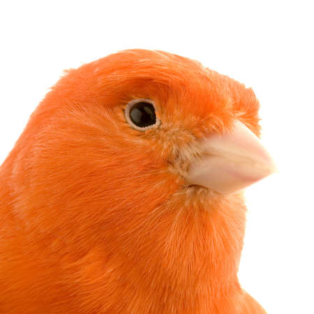 Close-up on a Red canary on its perch in front of a white backgroundの写真素材