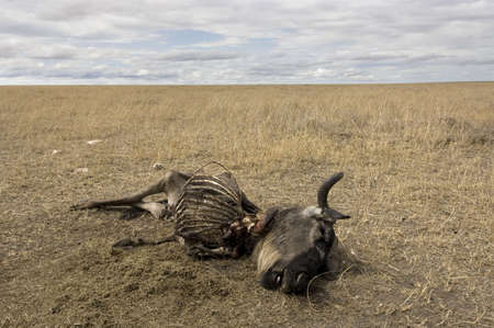 skeleton of gnu rotting on the ground.の写真素材
