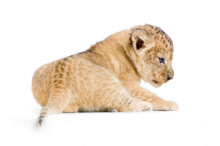 Lion Cub  (3 weeks) lying down in front of a white background. All my pictures are taken in a photo studio.の写真素材