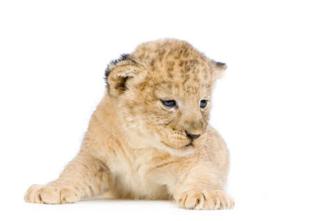 Lion Cub (3 weeks) lying down in front of a white background. All my pictures are taken in a photo studio.の写真素材