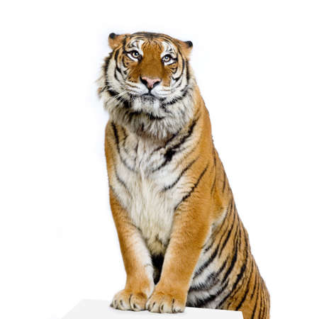 Tiger posing in front of a white background. All my pictures are taken in a photo studioの写真素材