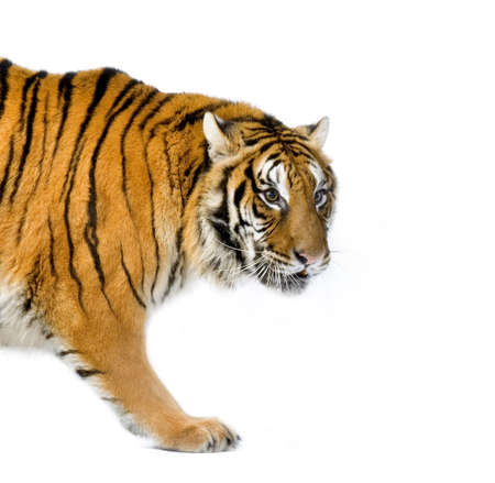 Tiger walking in front of a white background. All my pictures are taken in a photo studioの写真素材