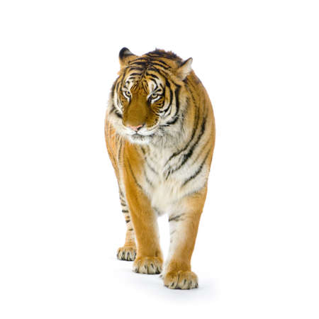 Tiger standing up in front of a white background. All my pictures are taken in a photo studioの写真素材