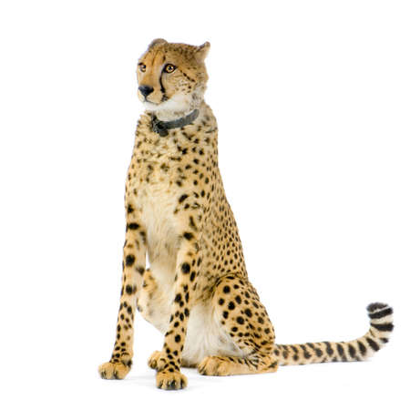 studio Shots of Cheetah sitting in front on a white background. All my pictures are taken in a photo studioの写真素材