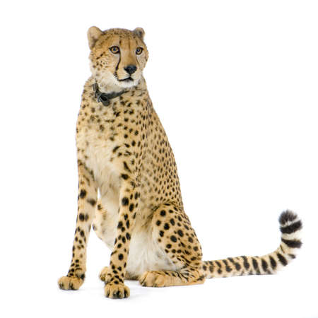 studio Shots of Cheetah sitting in front on a white background. All my pictures are taken in a photo studioの写真素材