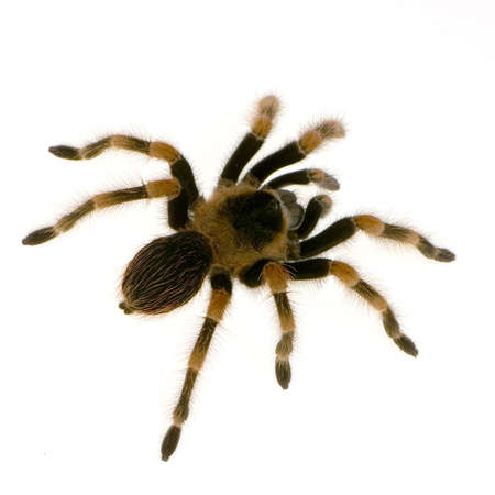 Mexican redknee tarantula in front of a white backgroung