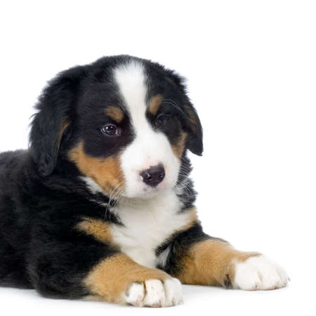 Puppy Bernese mountain dog in front of white backgroundの写真素材