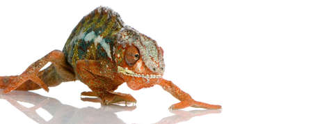 Chameleon Furcifer Pardalis in front of a white backgroundの写真素材