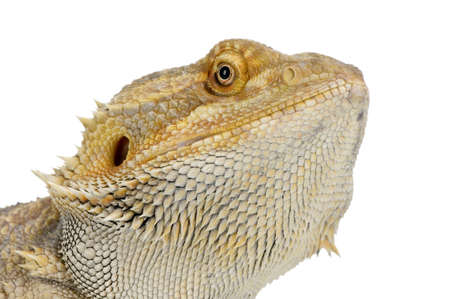 Bearded Dragon in front of a white backgroundの写真素材