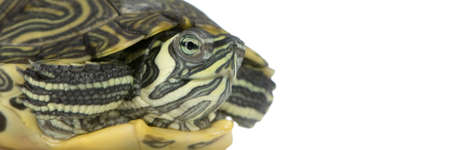 Red-footed tortoise in front of a white backgroung