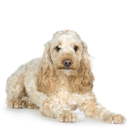 Poodle lying down in front of a white background