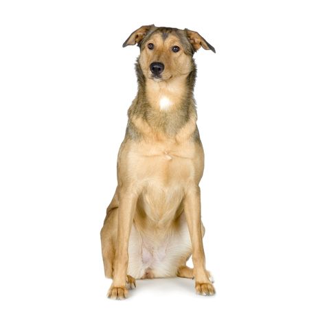 dog in front of white background
