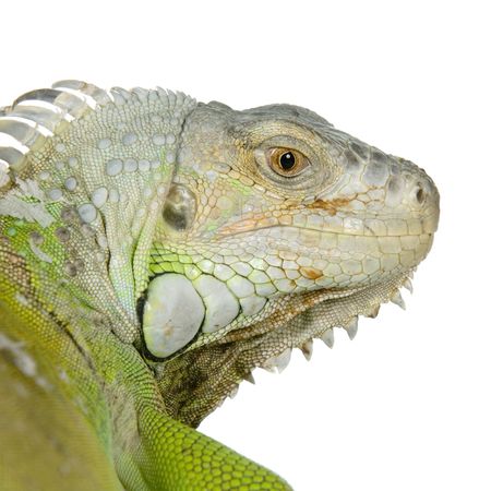close-up on a iguana in front of a white backgroundの写真素材