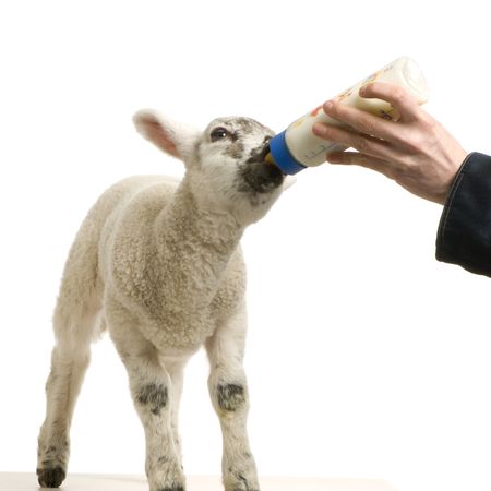 Lamb standing up, isolated on a white backgroundの写真素材