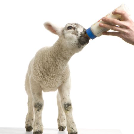 Lamb standing up, isolated on a white backgroundの写真素材