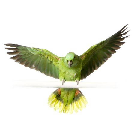 Yellow-naped Parrot in front of a white background
