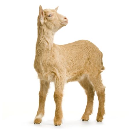 Kid standing up isolated on a white background