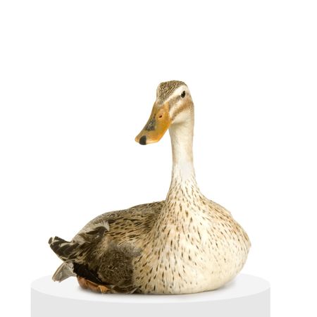  in front of a white backgroundの写真素材