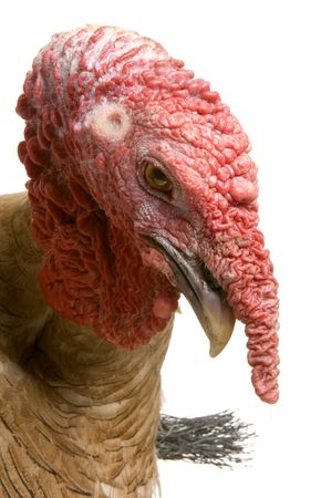 close-up on a turkey in front of a white backgroundの写真素材