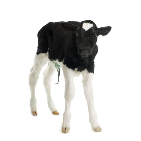calf in front of a white backgroundの写真素材