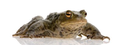 Crapaud commun photographié devant un fond blancの写真素材