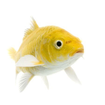Koï - YAMABUKI OGON swimming in front of a white backgroundの写真素材